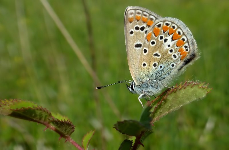 Femmina di Polyommatus thersites I generazione